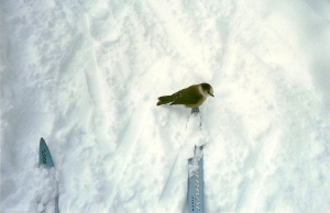 Skiing Lake Louise with bird